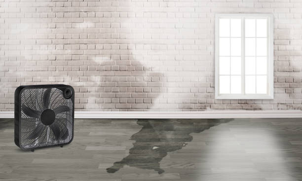 Best Emergency water damage restoration  in Springfield, MN