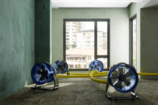 Best Water damage cleanup near me  in Springfield, MN